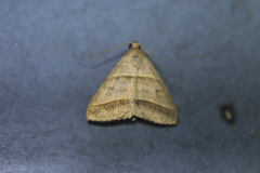 Perasia helvina