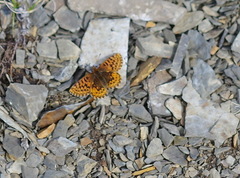 Boloria freija