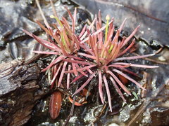 Stylidium lineare