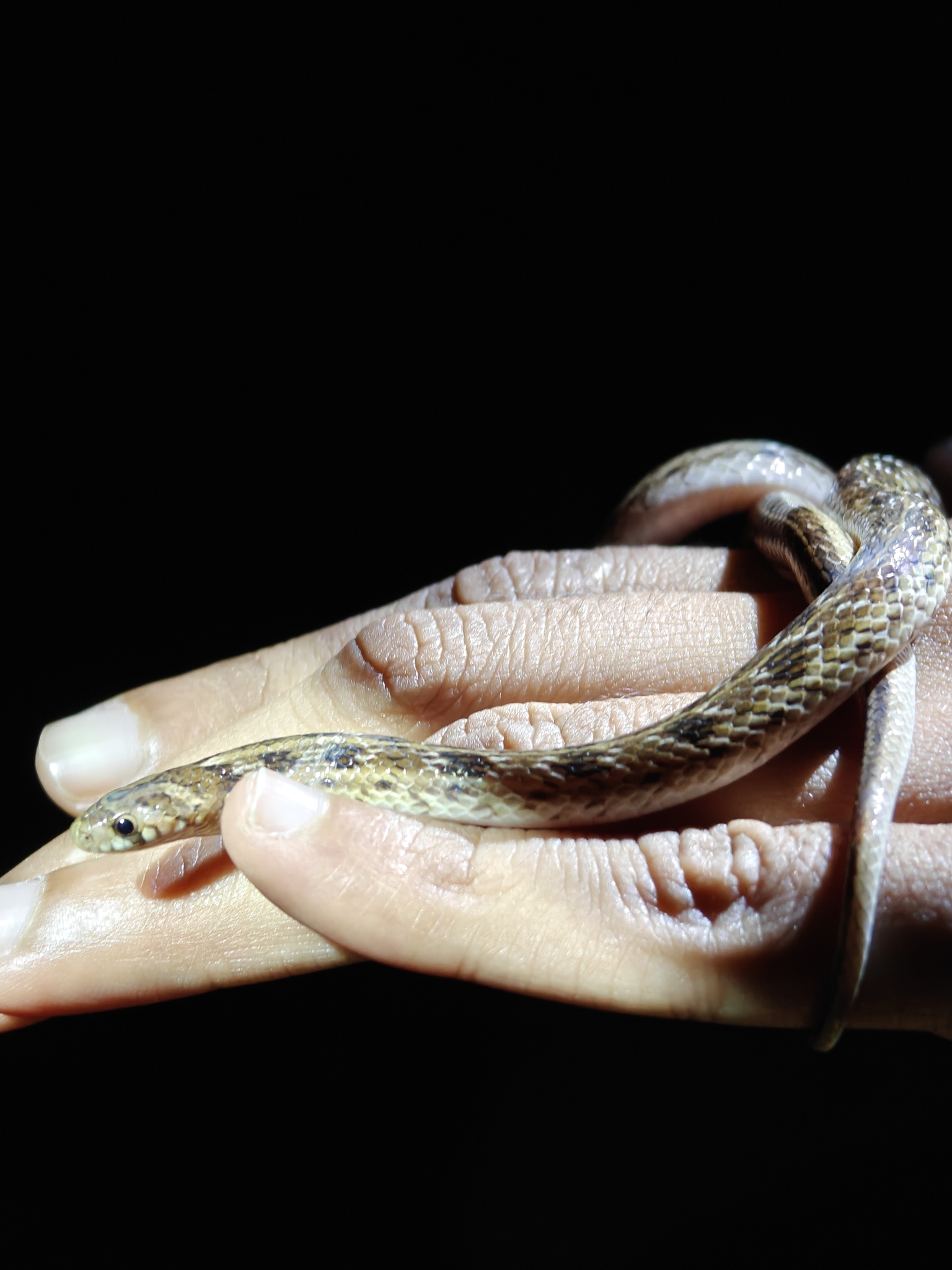 Streaked Kukri Snake