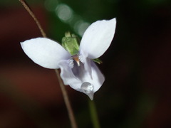 Viola silicestris