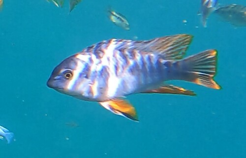 Labeotropheus fuelleborni