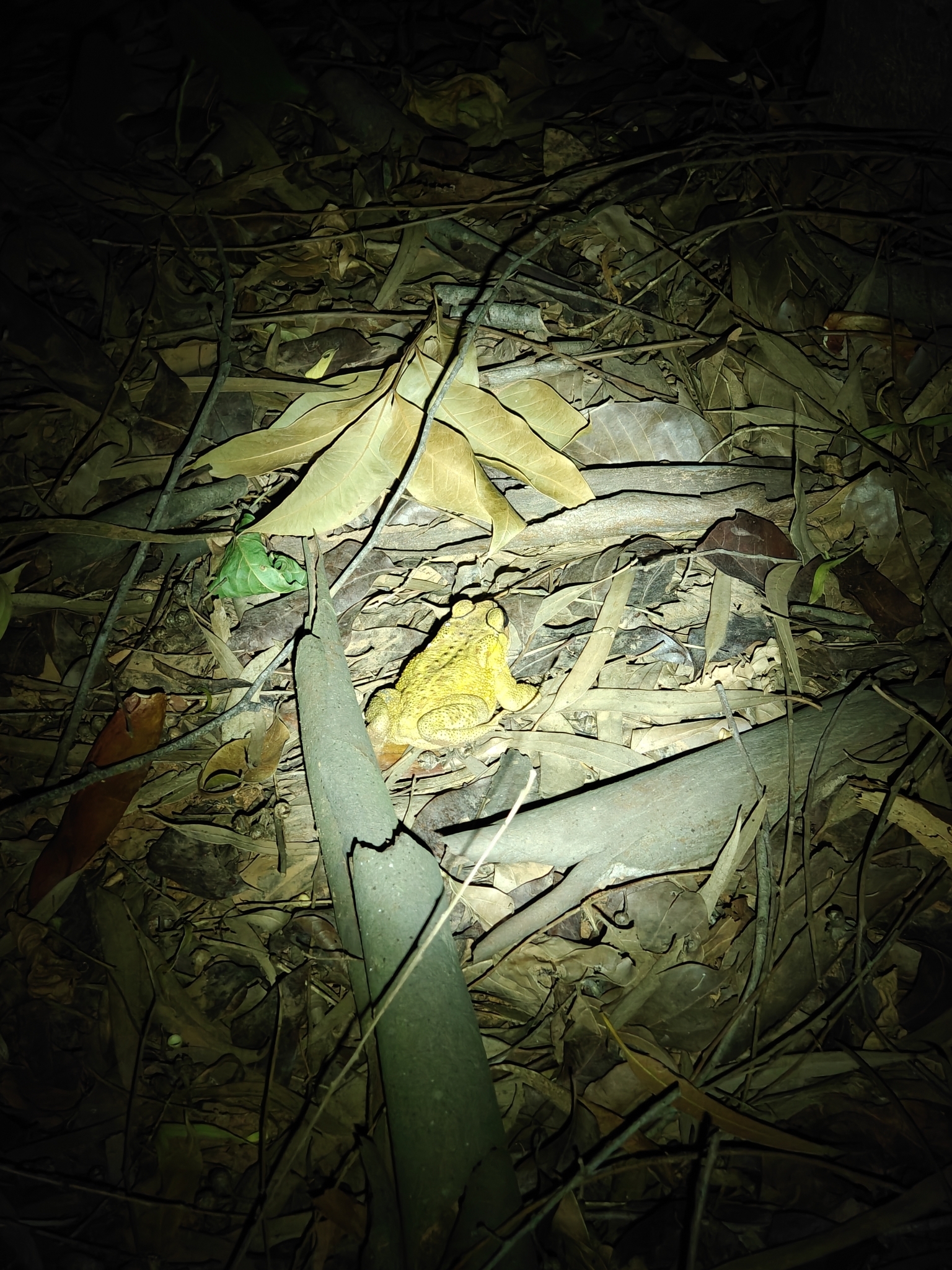 Indian Common True Toad