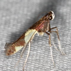 Caloptilia bimaculatella