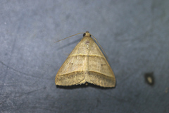 Perasia helvina