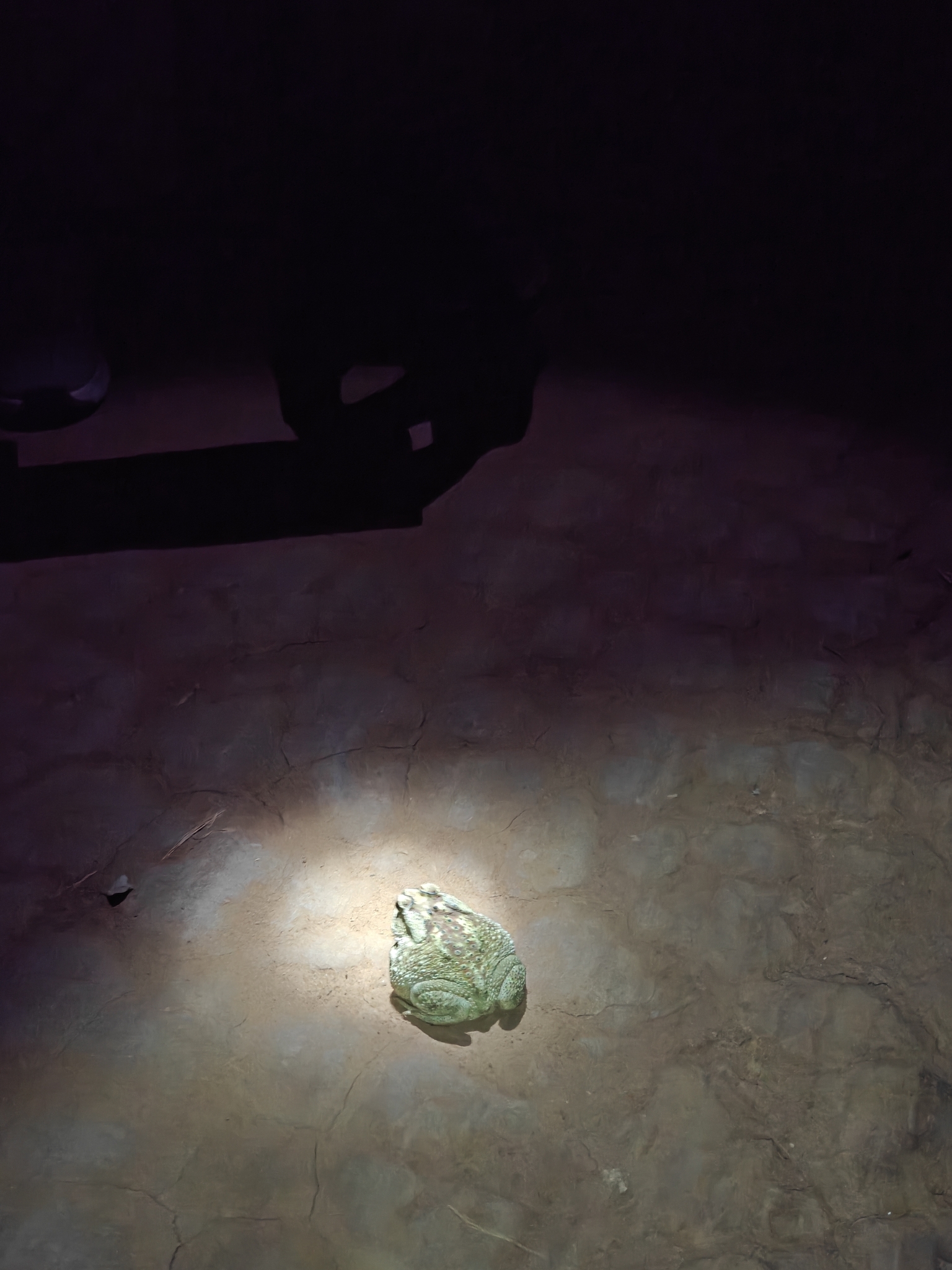 Indian Common True Toad