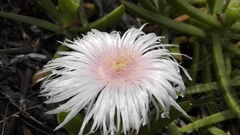 Carpobrotus deliciosus