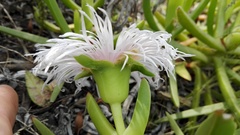 Carpobrotus deliciosus