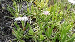 Carpobrotus deliciosus