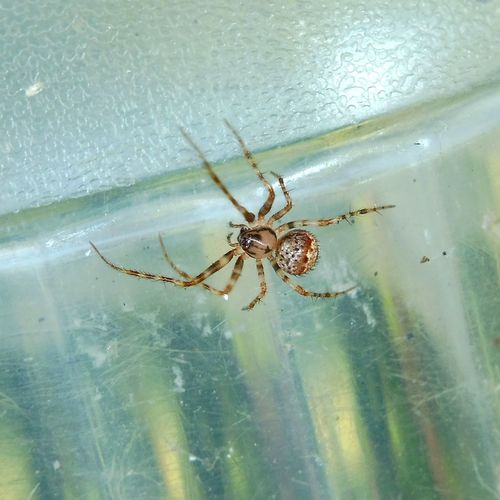 Dviskiautis šeriuotvoris nuotrauka