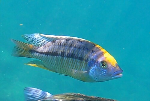 Protomelas spilonotus
