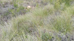 Miscanthus ecklonii