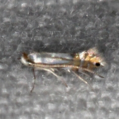 Phyllonorycter albanotella