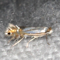 Phyllonorycter albanotella
