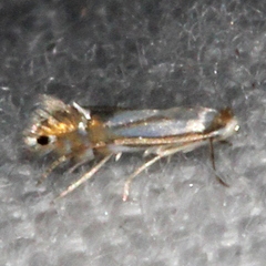 Phyllonorycter albanotella
