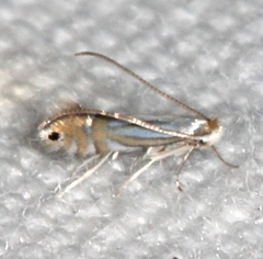 Phyllonorycter albanotella