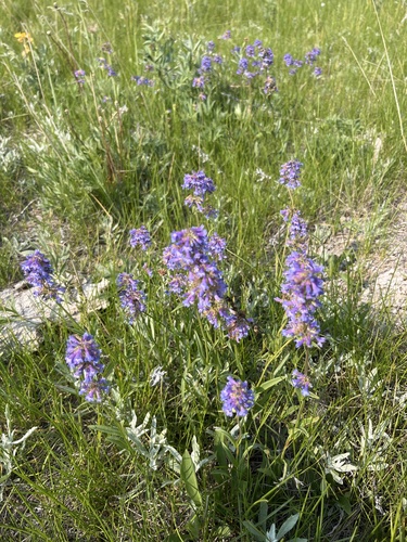 Small-flower Beardtongue