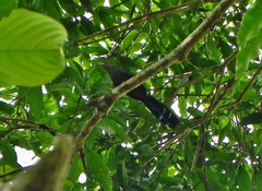 Phaenicophaeus sumatranus