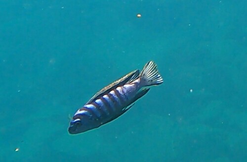 Chindongo bellicosus