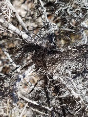 Plataea californiaria