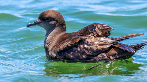 Short-tailed Shearwater