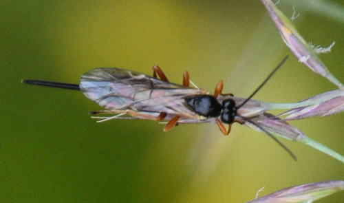 Scambus brevicornis