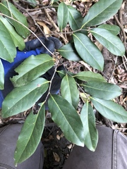 Diospyros fasciculosa