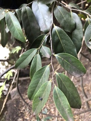 Diospyros fasciculosa