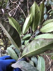 Diospyros fasciculosa