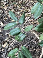 Diospyros fasciculosa