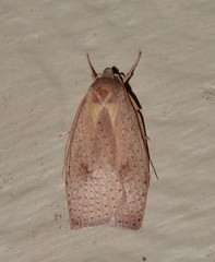 Peritornenta