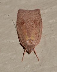 Peritornenta