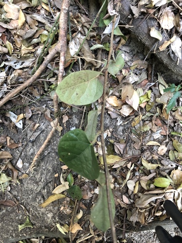 Genus Pleogyne · iNaturalist