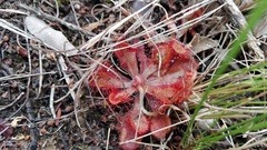 Drosera venusta