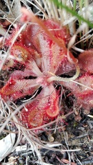 Drosera venusta