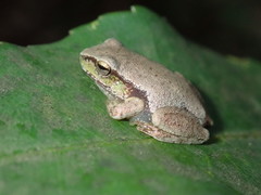 Ranoidea phyllochroa