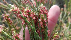 Passerina rigida