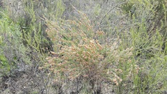 Passerina rigida