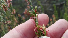 Passerina rigida