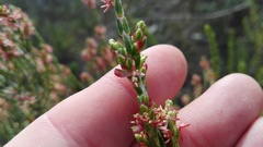 Passerina rigida