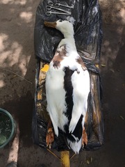 Anas platyrhynchos domesticus