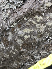 Tephromelataceae