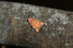 Melese flavimaculata