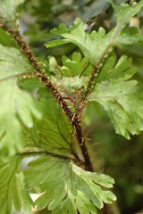 Hymenophyllum scabrum