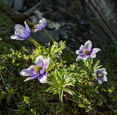Pulsatilla multiceps