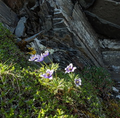 Pulsatilla multiceps