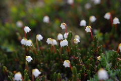 Cassiope tetragona tetragona