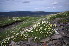 Dryas ajanensis