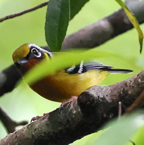 Black-eared Shrike-babbler (Pteruthius melanotis), photo 3