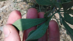 Cussonia gamtoosensis